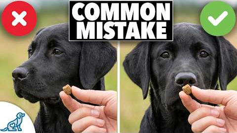 The Real Reason Your Dog 