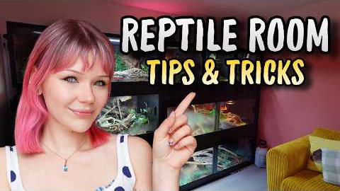 How to Create the PERFECT Reptile Room