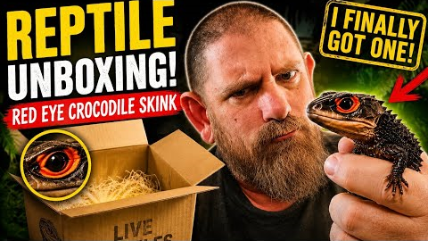 Reptile Unboxing! Red-Eyed Crocodile Skinks, Tarantulas & Rare Exotic Animals 🔥#unboxing #reptiles 