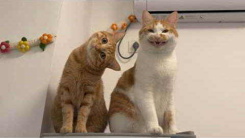 The Funniest CATS on the Planet! 🌍🤣 Funny Cat Videos