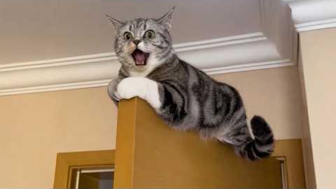 Get Ready to Die LAUGHING at These CATS 🤣 Funny Cat Videos