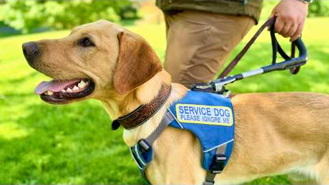 Training Better Leading Tasks for Service Dogs (find outside, find a seat, follow)
