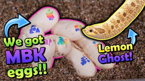Our Lemon Ghost Hognose Snake Laid Eggs!