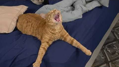 Cats Are The FUNNIEST Part of The Internet 🤣 NEW Funny Cat Videos