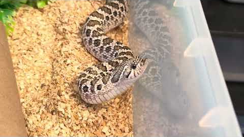 Snake tour after feedings:#hognosesnake #reptiles #snake #pet #animals #hogs #wildlife #colubrid 