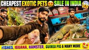 Cheapest Exotic Pets Sale in India😍Fishes,Iguana,Hamster,Guinea Pig & Many More 😍