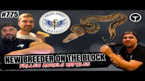 Finding Your Groove In The Ball Python Game | New Breeder On The Block (Live)