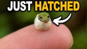 The World's Tiniest Lizard Just Hatched!