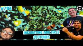 The Best Option For Incubating Multiple Green Tree Python Clutches | All In The Tree Tuesday