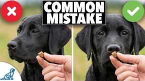 The Real Reason Your Dog Ignores Your Treats