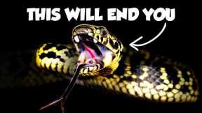 The Forgotten Venomous Snakes of Australia