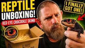 Reptile Unboxing! Red-Eyed Crocodile Skinks, Tarantulas & Rare Exotic Animals 🔥#unboxing #reptiles 