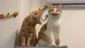 The Funniest CATS on the Planet! 🌍🤣 Funny Cat Videos