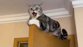 Get Ready to Die LAUGHING at These CATS 🤣 Funny Cat Videos