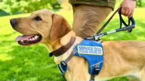 Training Better Leading Tasks for Service Dogs (find outside, find a seat, follow)