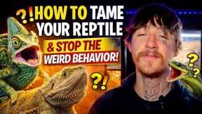 How to Tame Your Reptile (And Stop the Weird Behavior)