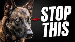 5 Innocent Habits Making Your Reactive Dog WORSE