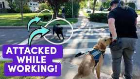 Service Dog Attacked On Video! + Tips on handling off-leash & reactive dogs