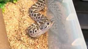 Snake tour after feedings:#hognosesnake #reptiles #snake #pet #animals #hogs #wildlife #colubrid 