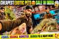 Cheapest Exotic Pets Sale in