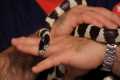 Best Pet Snake for Beginners | Pet
