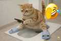 The Best Cat Fails of 2026 😹 |
