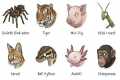 Exotic Pets That Should Be Illegal —