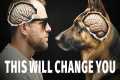 What Your Dog Actually Thinks About