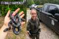 Kingsnakes, Box Turtles, and Herper