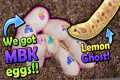 Our Lemon Ghost Hognose Snake Laid