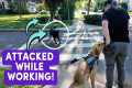 Service Dog Attacked On Video! + Tips 